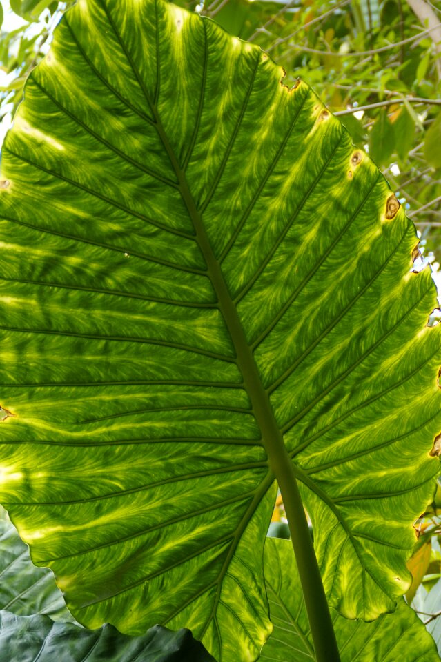 Leaf veins nature green