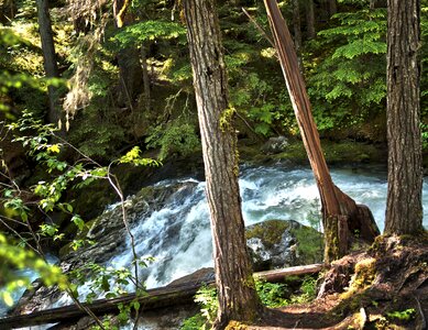 Forest moving water photo