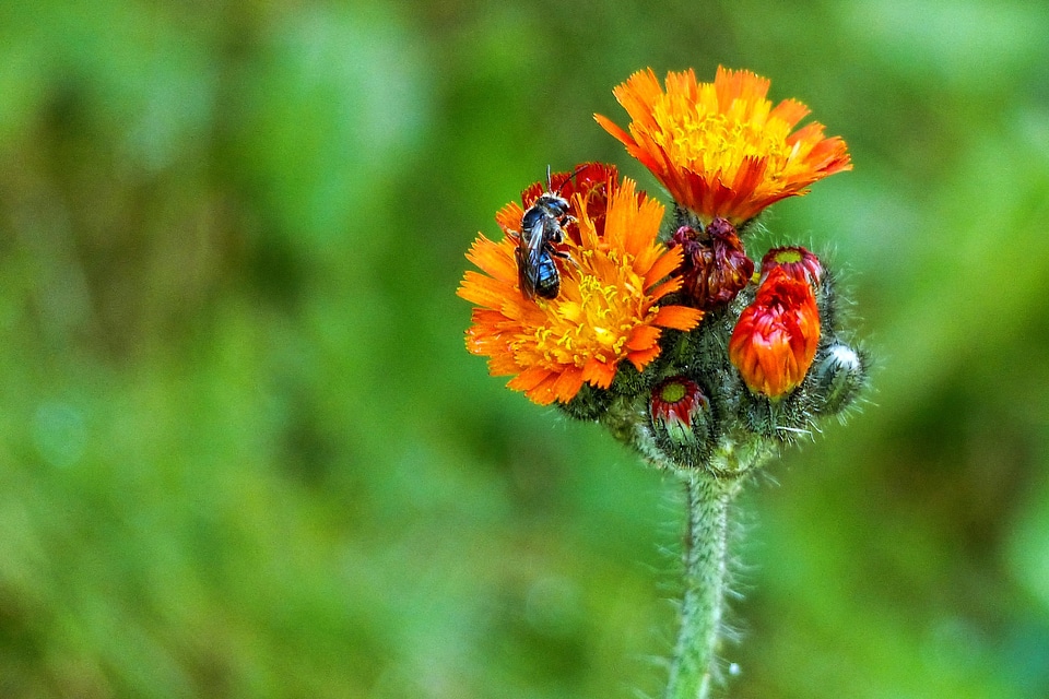 Wild flower meadow insect