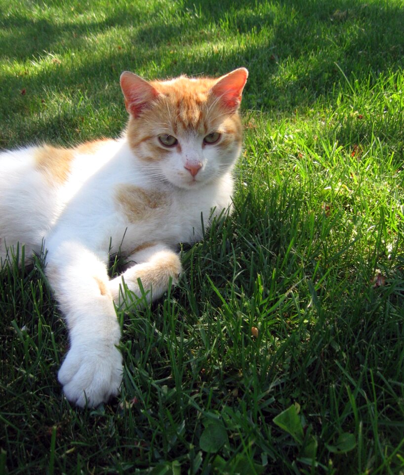 Grass adorable peace