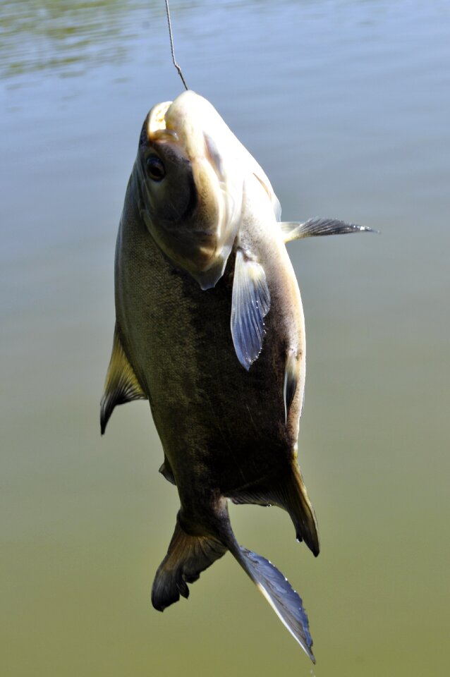 Fish brazil fish brazil