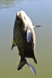 Fish brazil fish brazil