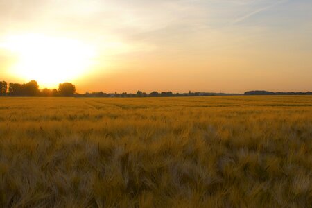 Cereals landscape wheat field photo