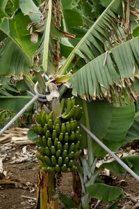 Banana banana plant green