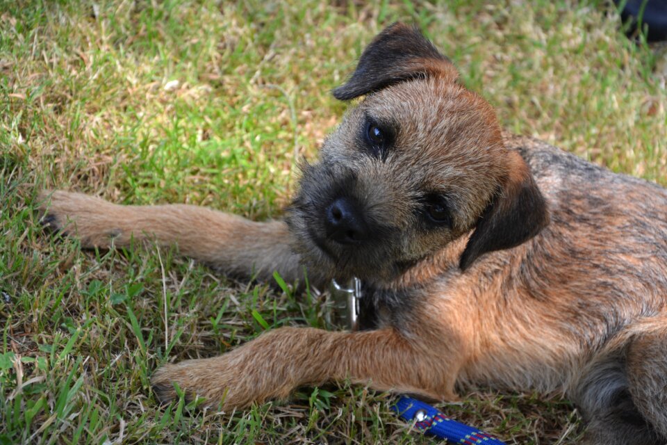 Border-terrier animal petit