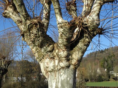 Nature tree sycamore photo