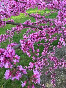 Purple tree blossom photo