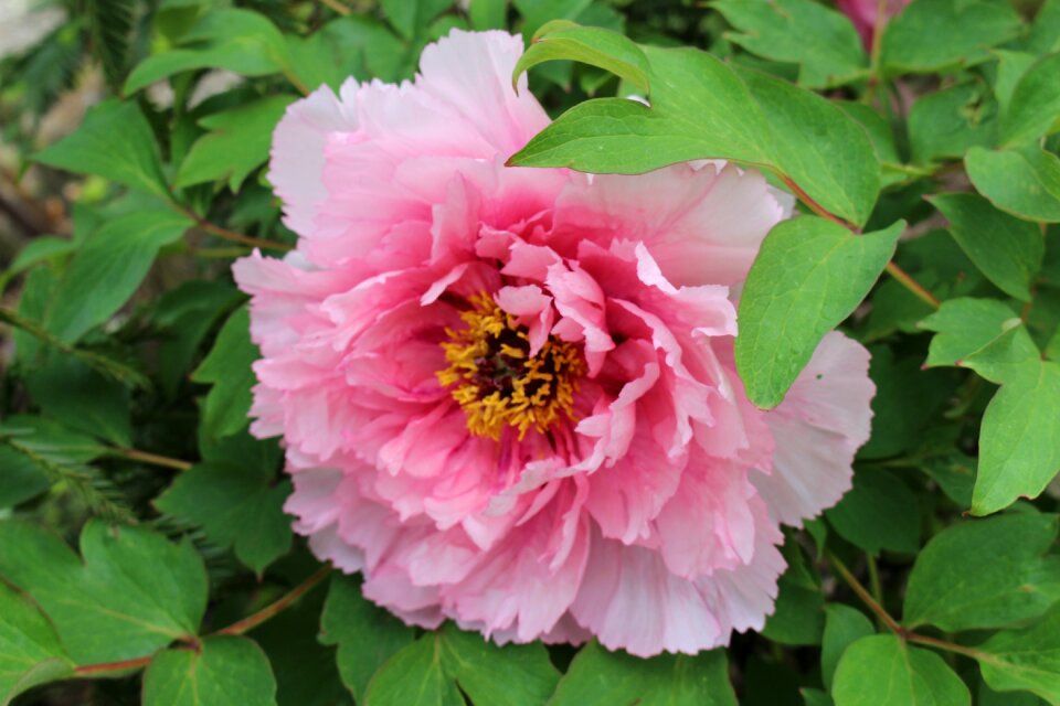 Pink flower paeonia flower garden