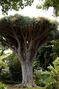 Canary island dragon tree dracaena draco dracaena