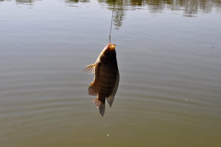 Fish brazil fish brazil