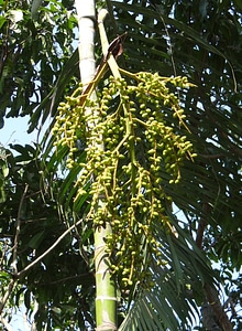 Tree stem nuts