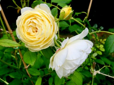Flower nature garden rose