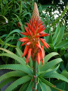 Exotic flower tropical inflorescence photo