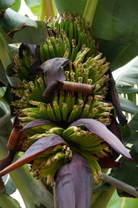 Banana banana plant green photo