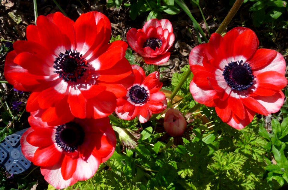 Bulbs garden nature