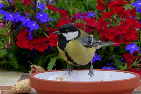 Parus major young foraging photo