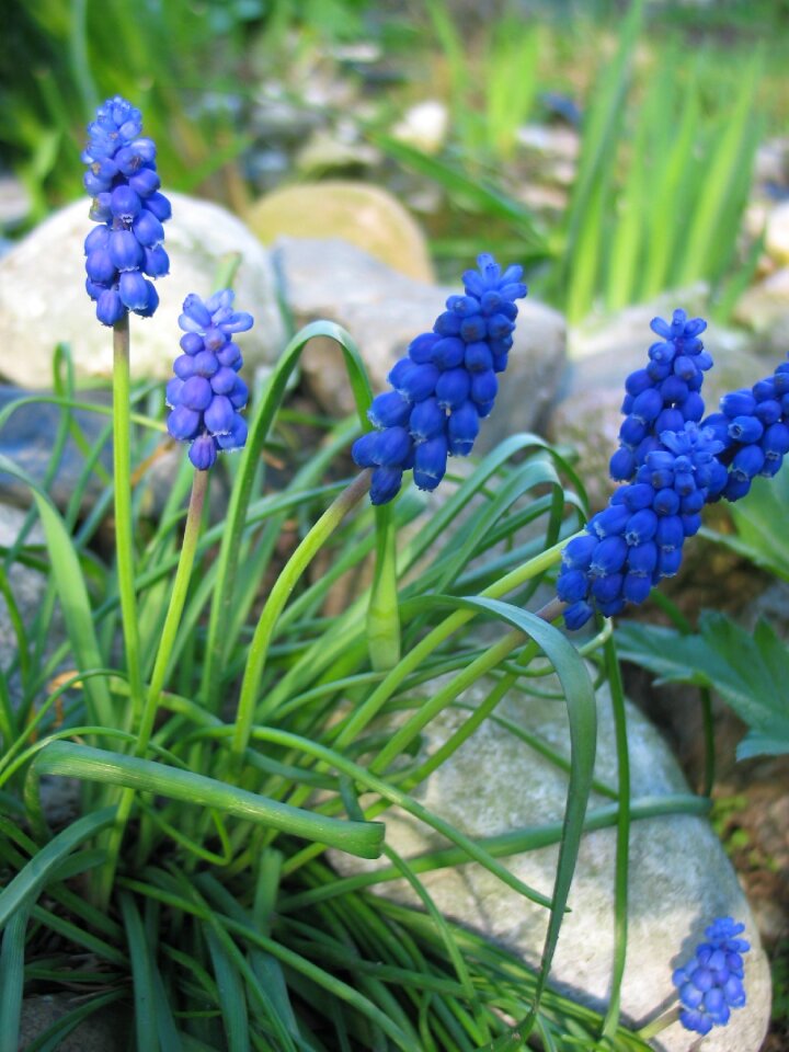 Blue flower flower blossom
