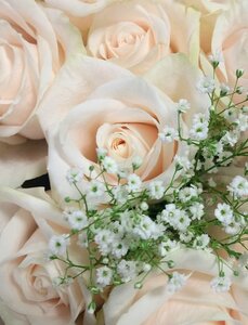 White flowers roses photo