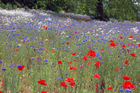 Flower spot
