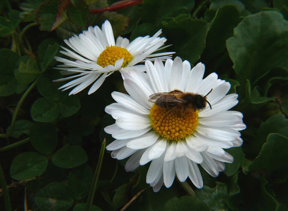 Garden bee nature