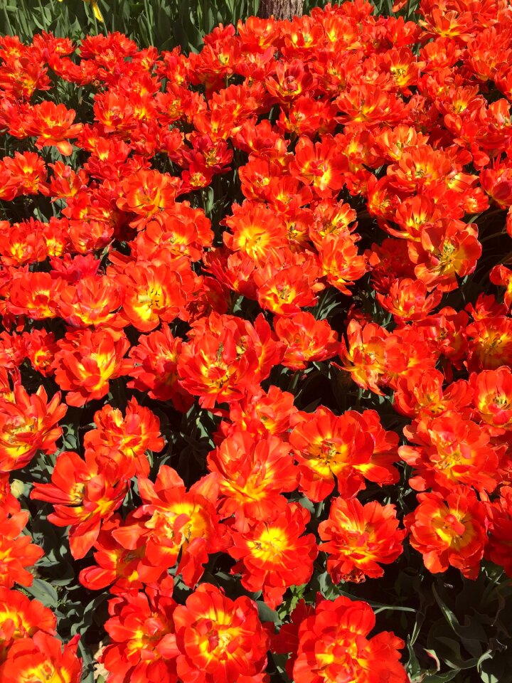Tulip flowers orange
