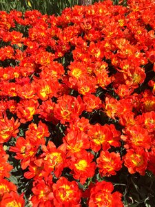 Tulip flowers orange photo