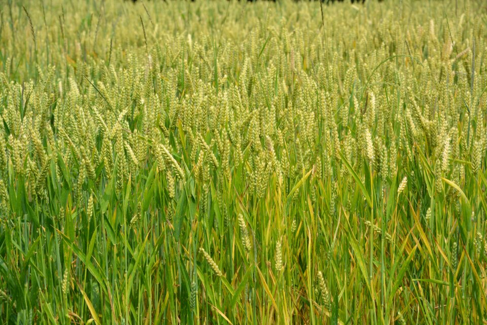 Bread nature agriculture