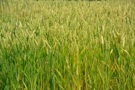 Bread nature agriculture