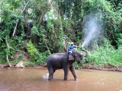 Wade splash mae sa elephant camp photo