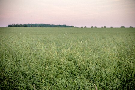 Green abendstimmung agriculture