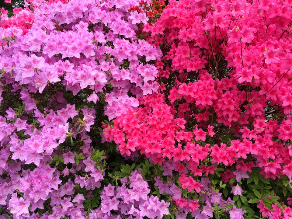 Landscape garden bright
