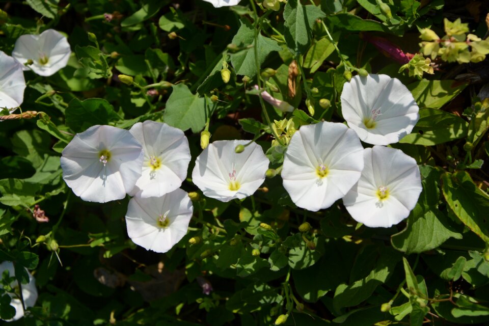 Garden bush flower