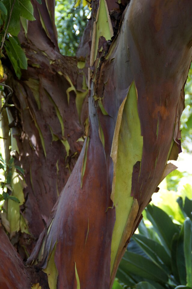 Endemic tenerife strawberry tree