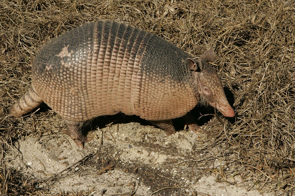 Wildlife wild armored