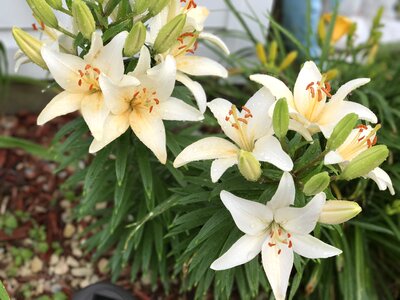 Lily blooming spring