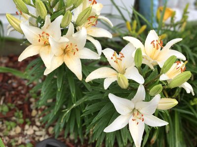 Lily blooming spring photo