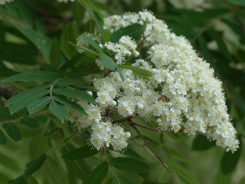 White sorbus aucuparia pyrus aucuparia