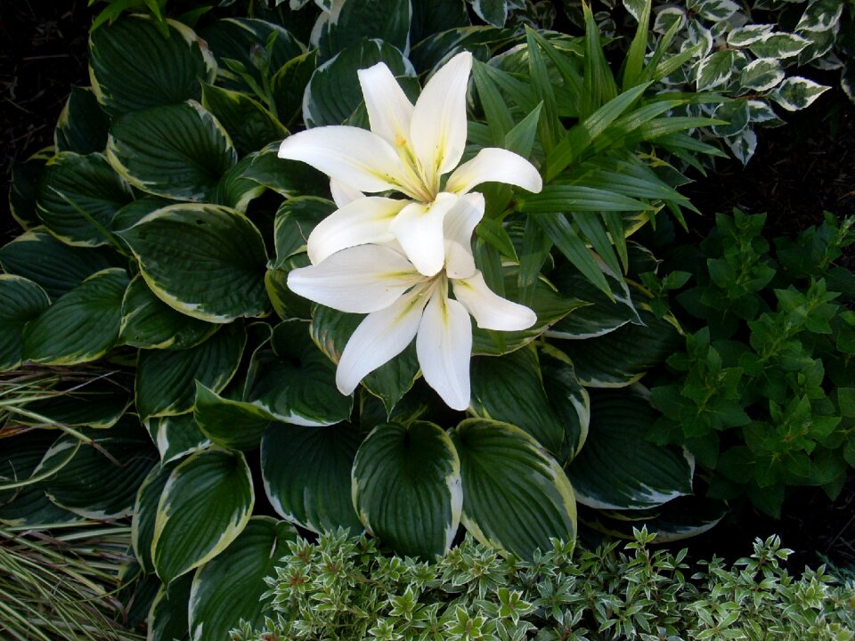 Bloom white plant