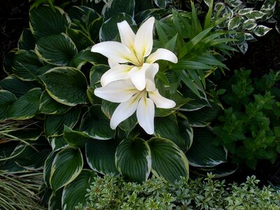 Bloom white plant