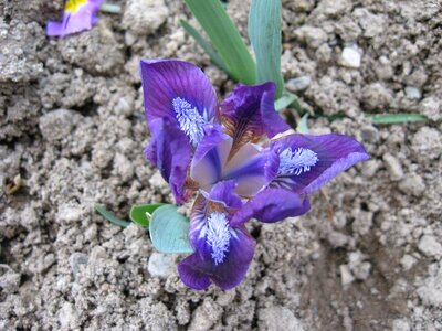 Color bloom floral
