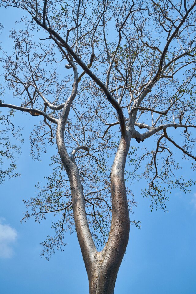 Landscape trees forest