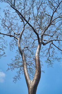 Landscape trees forest