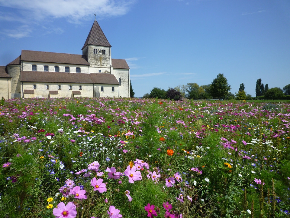 Flowers meadow bloom