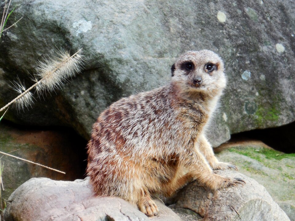 Wildlife alert zoo