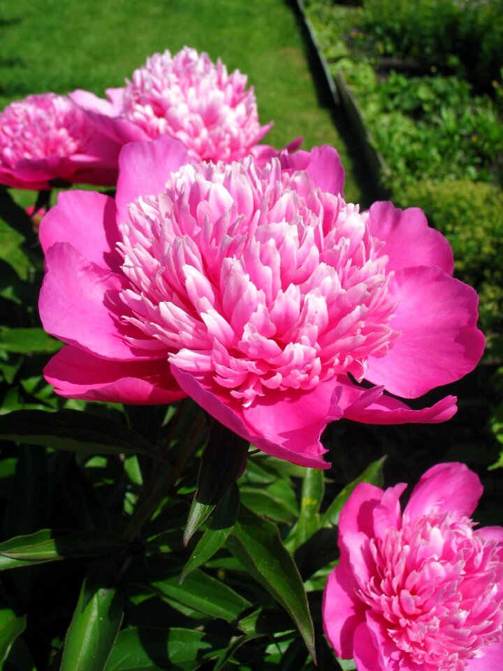 Bloom flower beautiful