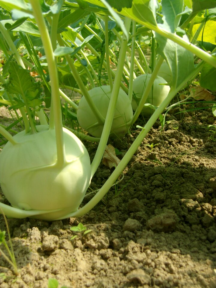 Agriculture csa kohlrabi