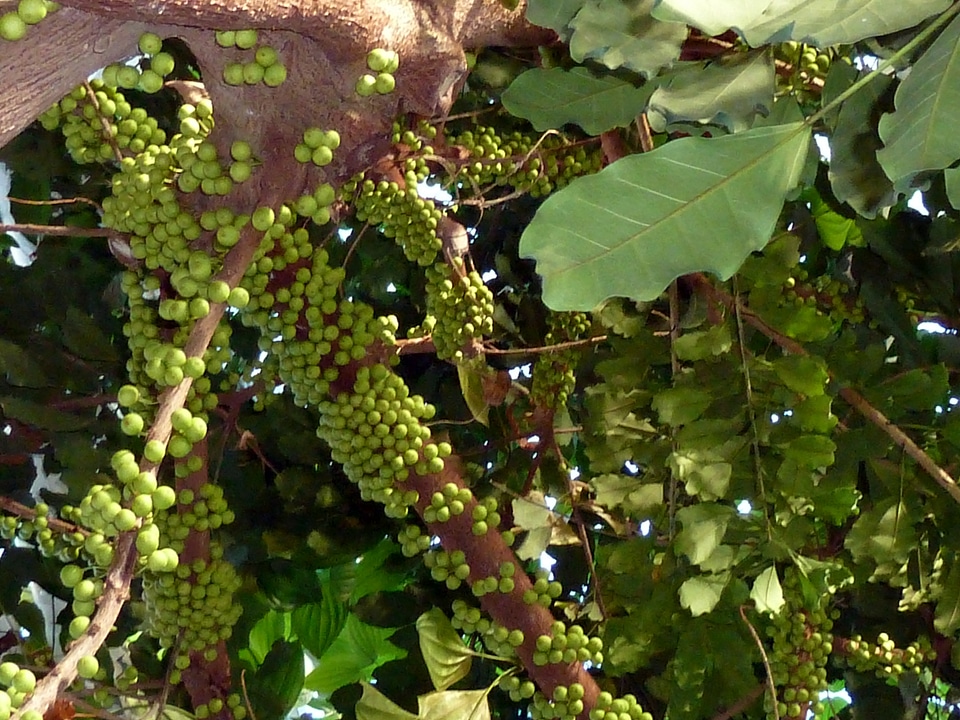 Overgrowing tropical flora photo