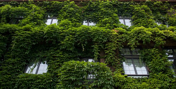 Vines exterior green