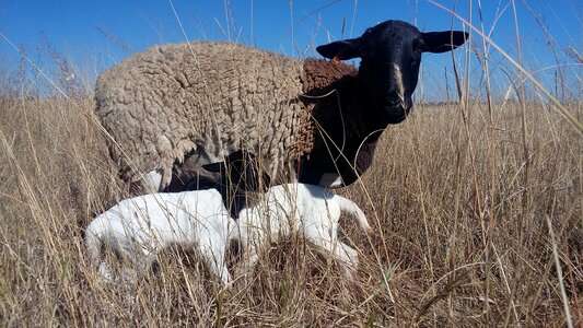 Twin lambs lambs photo