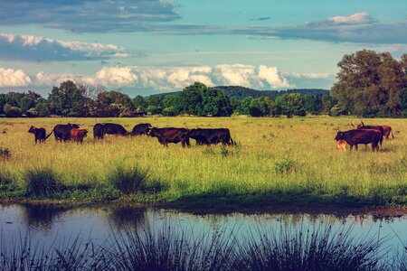 Cow animals nature